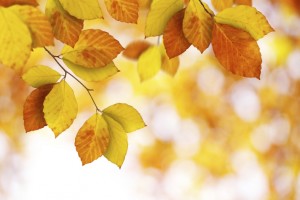 4 Easy Tips to Save Energy This Fall 