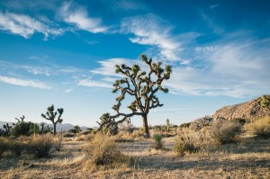 desert-landscape-1149773_640