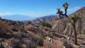 joshua-tree-570145_640