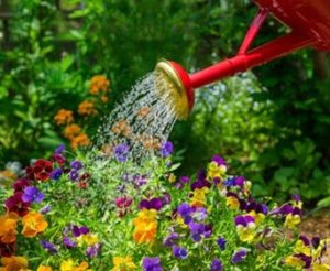 watering-plants